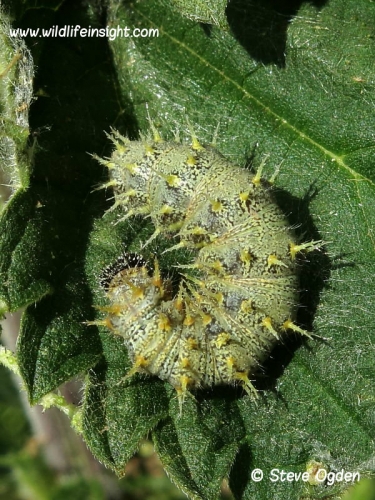 Red-Admiral-pale-form-of-caterpillar-7850-1