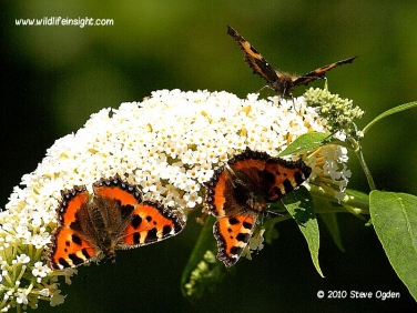 Small Tortoiseshell Butterflies 4023