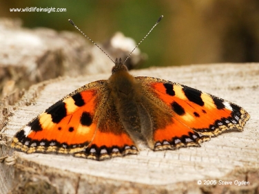 Small Tortoiseshell butterfly 0596
