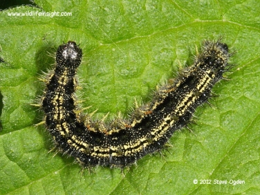 Small Tortoiseshell caterpillar 3234