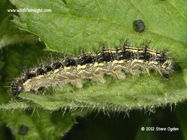 Small Tortoiseshell caterpillar