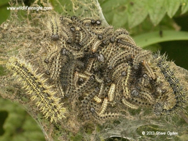 Small Tortoiseshell caterpillars 2333