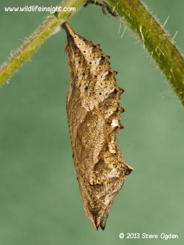 Small Tortoiseshell chrysalis 3744