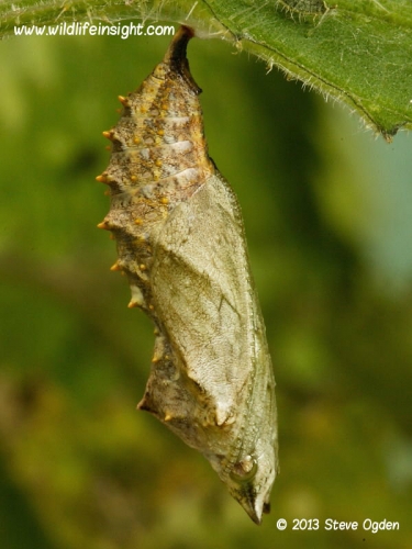 Small Tortoiseshell chrysalis 3764