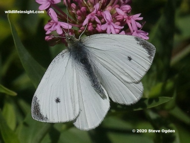Male second brood Small White Butterfly (Pieris rapae) - photo © Steve Ogden