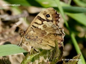 Underside of Speckled Wood butterfly (Pararge aegeria)