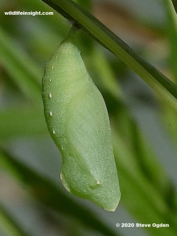 Chrysalis of  Wall Brown butterfly