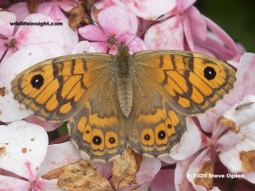 Late generation female Wall Brown butterfly (Lasiommata megera)