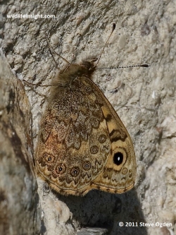 Female Wall Brown butterfly on a stone wall