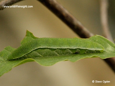 Brimstone Butterfly caterpillar (Gonepteryx rhamni)