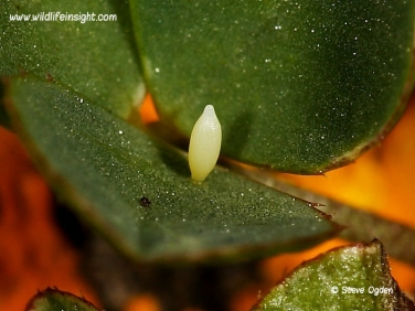 Clouded Yellow Butterfly (Colias croceus) 1 day old egg on clover