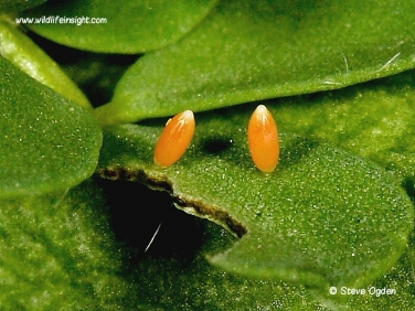 Clouded Yellow Butterfly (Colias croceus) two day old eggs