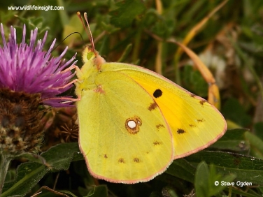 Clouded Yellow Butterfly (Colias croceus)