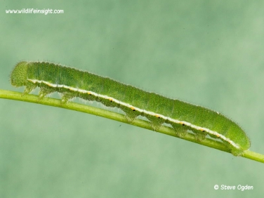 Clouded Yellow Butterfly (Colias croceus) final instar caterpillar