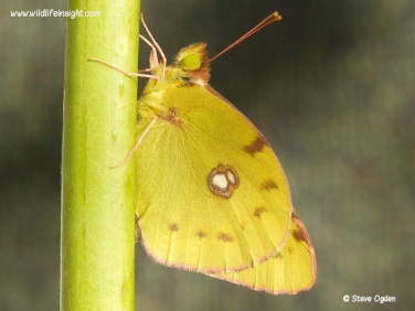 Clouded Yellow butterfly (Colias croceus) - freshly emerged