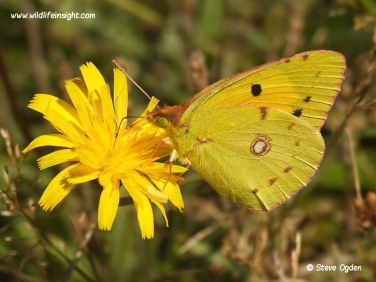 Clouded Yellow Butterfly (Colias croceus) nectaring on 'yellow composite'