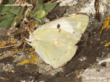 Clouded Yellow Butterfly (Colias croceus) heleci female form