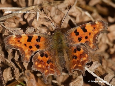 Overwintered Comma Butterfly (Polygonia c-album)