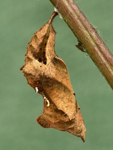 1598 Comma butterfly (Polygonia c-album) - newly formed chrysalis