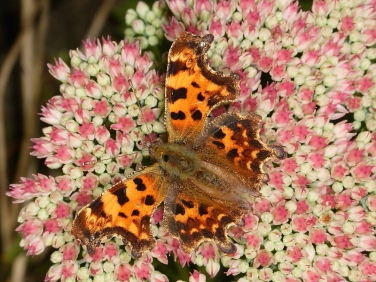Comma butterfly (Polygonia c-album) - nectaring on sedum