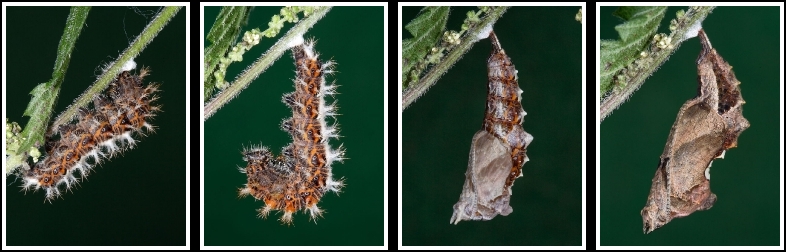 Comma butterfly (Polygonia c-album) - caterpillar changing into pupa