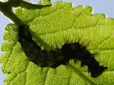 1598 Comma butterfly (Polygonia c-album) - caterpillar under elm leaf