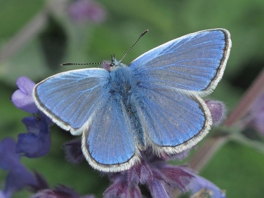Common Blue (Polyommatus icarus) - male