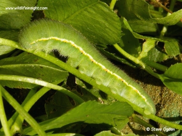 Clouded Yellow Butterfly (Colias croceus) fully grown caterpillar