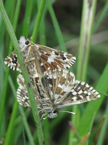 Grizzled Skipper butterfly (Pyrgus malvae) - pair