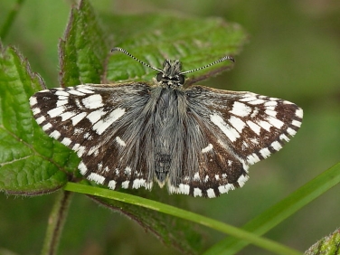 Grizzled Skipper butterfly (Pyrgus malvae) - ab. taras