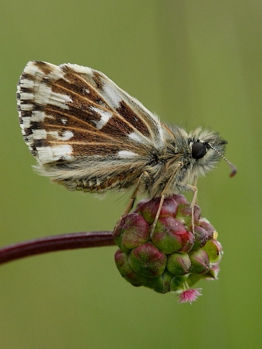 Grizzled Skipper butterfly (Pyrgus malvae) - male on Salad Burnet (Sanguisorba minor subsp. minor)