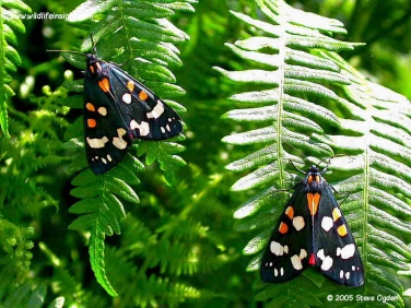 2068 Scarlet Tiger Moths (Callimorpha dominula) resting on ferns