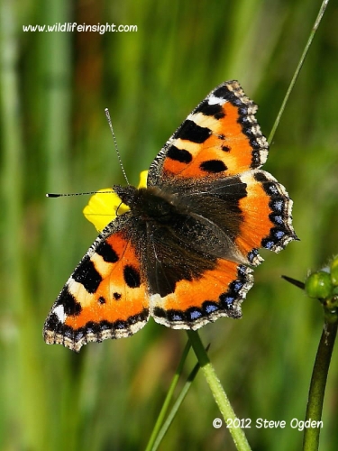 small tortoiseshell butterfly 0735