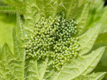 Small Tortoiseshell eggs laid on nettle