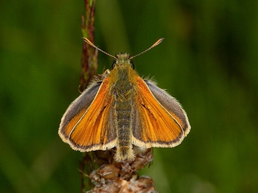 Small Skipper (Thymelicus sylvestris) male