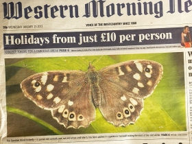 Speckled Wood (Pararge aegeria) - newspaper headlines