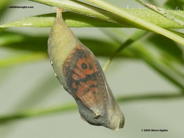 Wall Brown butterfly about to emerge from a chrysalis