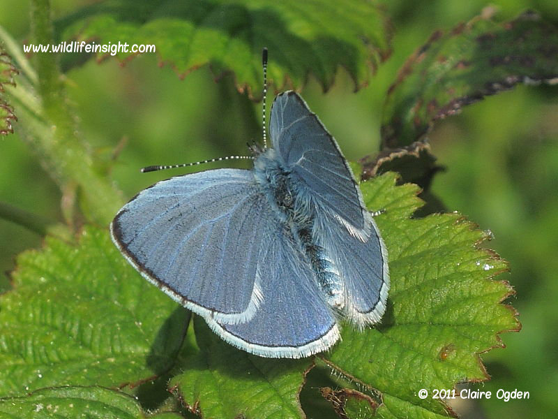 Holly Blue butterfly male (Celastrina argiolus) April first generation © 2011 Claire Ogden