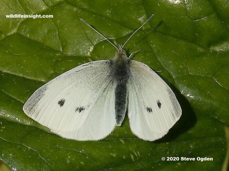 Female Small White butterfly in Cornish garden on 28th March 2020