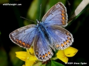 Common Blue butterfly (Polyommatus icarus) - female © 2009Steve Ogden