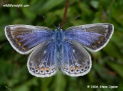 Common Blue Butterfly (Polyommatus icarus) female