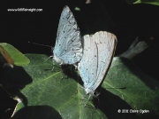 Holly Blue butterflies (Celastrina argiolus) second generation pair © 2011 Claire Ogden