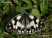 Marbled White (Melanargia galathea)