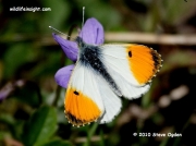 Orange-tip Butterfly (Anthocharis cardamines) male nectaring on violets © 2010 Steve Ogden