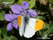 Orange-tip Butterfly (Anthocharis cardamines) male nectaring on violets © 2010 Steve Ogden