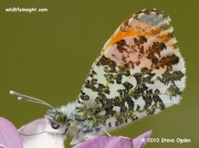 Orange-tip Butterfly (Anthocharis cardamines) male