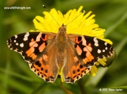 Painted Lady butterfly-(Vanessa cardui) 3893