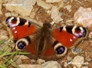 Peacock butterfly  (Inachis io) February Kynance Cove  © 2019 Steve Ogden
