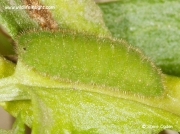 Small Copper caterpillar (Lycaena phlaeas)