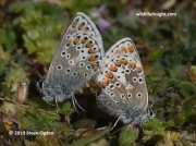 Mating pair of  Brown Argus butterflies (Plebejus argus) at Penhale in Cornwall